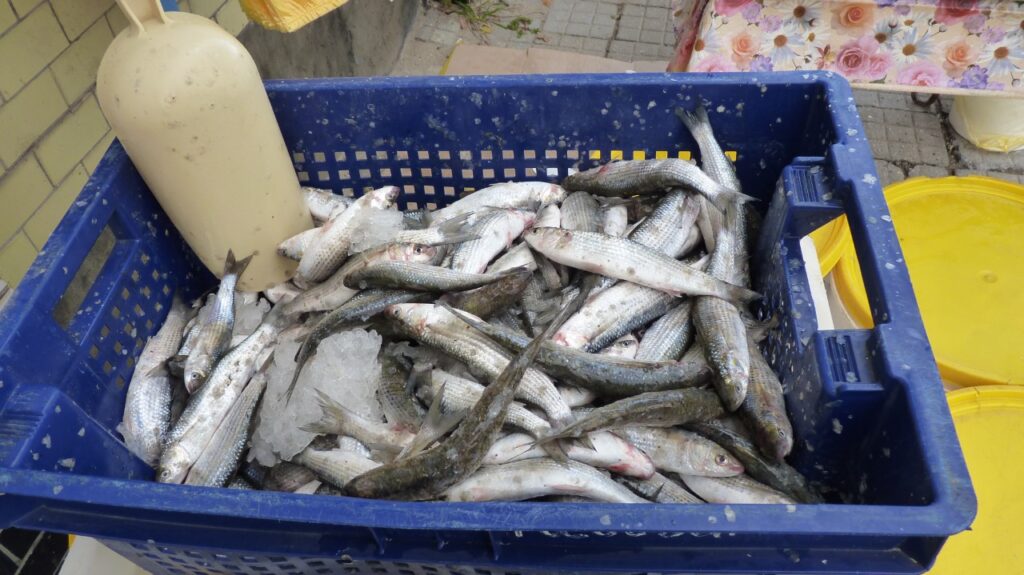 крымская рыба жировка. хамса темрюк. рыба хамса в турции. хамса темрюк. амурская корюшка хамса.